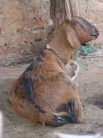 Dorfbesuch in Bandhavgarh (2) &ndash; &copy; Maria Michel (Eberhardt TRAVEL)