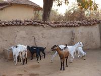 Dorfbesuch Kanha (13) &ndash; &copy; Maria Michel (Eberhardt TRAVEL)