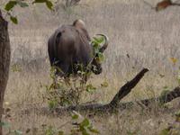 Gaur in Kanha (2) &ndash; &copy; Maria Michel (Eberhardt TRAVEL)