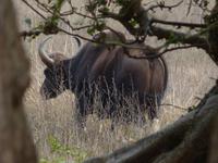 Gaur in Kanha &ndash; &copy; Maria Michel (Eberhardt TRAVEL)