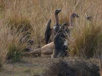 Geier in Kanha (2) &ndash; &copy; Maria Michel (Eberhardt TRAVEL)