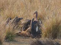 Geier in Kanha &ndash; &copy; Maria Michel (Eberhardt TRAVEL)