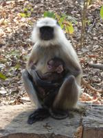 Hulman Affe (2) &ndash; &copy; Maria Michel (Eberhardt TRAVEL)