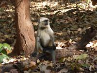 Hulman Affe &ndash; &copy; Maria Michel (Eberhardt TRAVEL)
