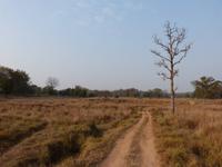 Kanha Nationalpark (3) &ndash; &copy; Maria Michel (Eberhardt TRAVEL)