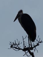 Lesser Adjudant &ndash; &copy; Maria Michel (Eberhardt TRAVEL)