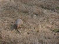Mungo (2) &ndash; &copy; Maria Michel (Eberhardt TRAVEL)