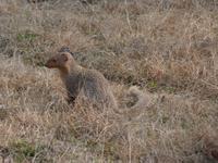 Mungo (3) &ndash; &copy; Maria Michel (Eberhardt TRAVEL)