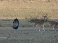 Pfau in Bandhavgarh (1) &ndash; &copy; Maria Michel (Eberhardt TRAVEL)