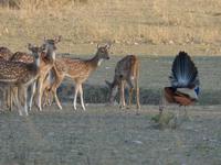 Pfau in Bandhavgarh (2) &ndash; &copy; Maria Michel (Eberhardt TRAVEL)