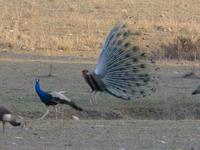 Pfau in Bandhavgarh (3) &ndash; &copy; Maria Michel (Eberhardt TRAVEL)
