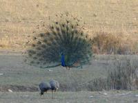 Pfau in Bandhavgarh (4) &ndash; &copy; Maria Michel (Eberhardt TRAVEL)