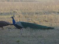 Pfau in Bandhavgarh (5) &ndash; &copy; Maria Michel (Eberhardt TRAVEL)