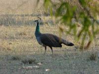 Pfau in Bandhavgarh (6) &ndash; &copy; Maria Michel (Eberhardt TRAVEL)