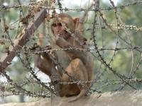 Rhesusaffe &ndash; &copy; Maria Michel (Eberhardt TRAVEL)