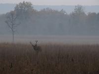 Sabarhirsch in Kanha &ndash; &copy; Maria Michel (Eberhardt TRAVEL)