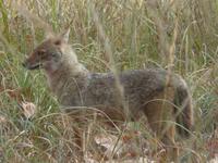 Schakal in Kanha &ndash; &copy; Maria Michel (Eberhardt TRAVEL)