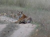 Tiger in Bandhavgarh (5) &ndash; &copy; Maria Michel (Eberhardt TRAVEL)