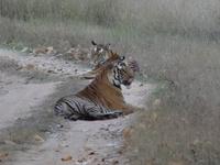 Tiger in Bandhavgarh (7) &ndash; &copy; Maria Michel (Eberhardt TRAVEL)