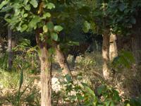 Tiger in Bandhavgarh (9) &ndash; &copy; Maria Michel (Eberhardt TRAVEL)