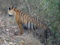 Tiger in Kanha (3) &ndash; &copy; Maria Michel (Eberhardt TRAVEL)