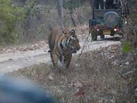 Tiger in Kanha (4) &ndash; &copy; Maria Michel (Eberhardt TRAVEL)