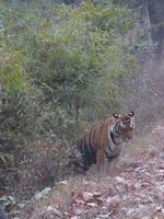Tiger in Kanha (6) &ndash; &copy; Maria Michel (Eberhardt TRAVEL)