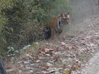 Tiger in Kanha (7) &ndash; &copy; Maria Michel (Eberhardt TRAVEL)