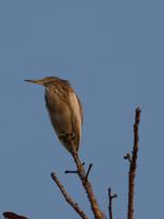 Vogel in Kanha &ndash; &copy; Maria Michel (Eberhardt TRAVEL)
