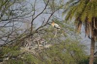 Keoladeo &ndash; &copy; Hubert Lücker (Eberhardt TRAVEL)