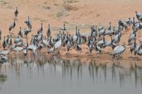 Khitchan jungfernkraniche &ndash; &copy; Hubert Lücker (Eberhardt TRAVEL)