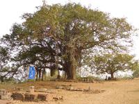 Banjan-Baum zur Meditation, Ratnagiri &ndash; &copy; Michael Krause (Eberhardt TRAVEL)