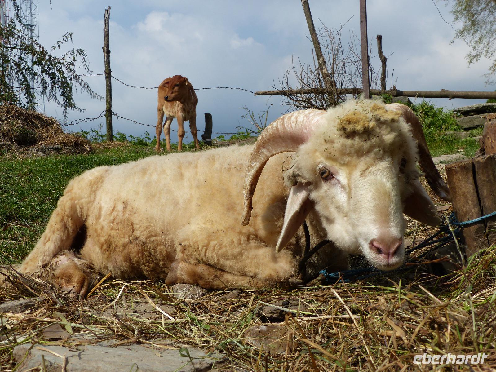 412. Dharamsala - McLeodganj &ndash; &copy; Maria Michel (Eberhardt TRAVEL)