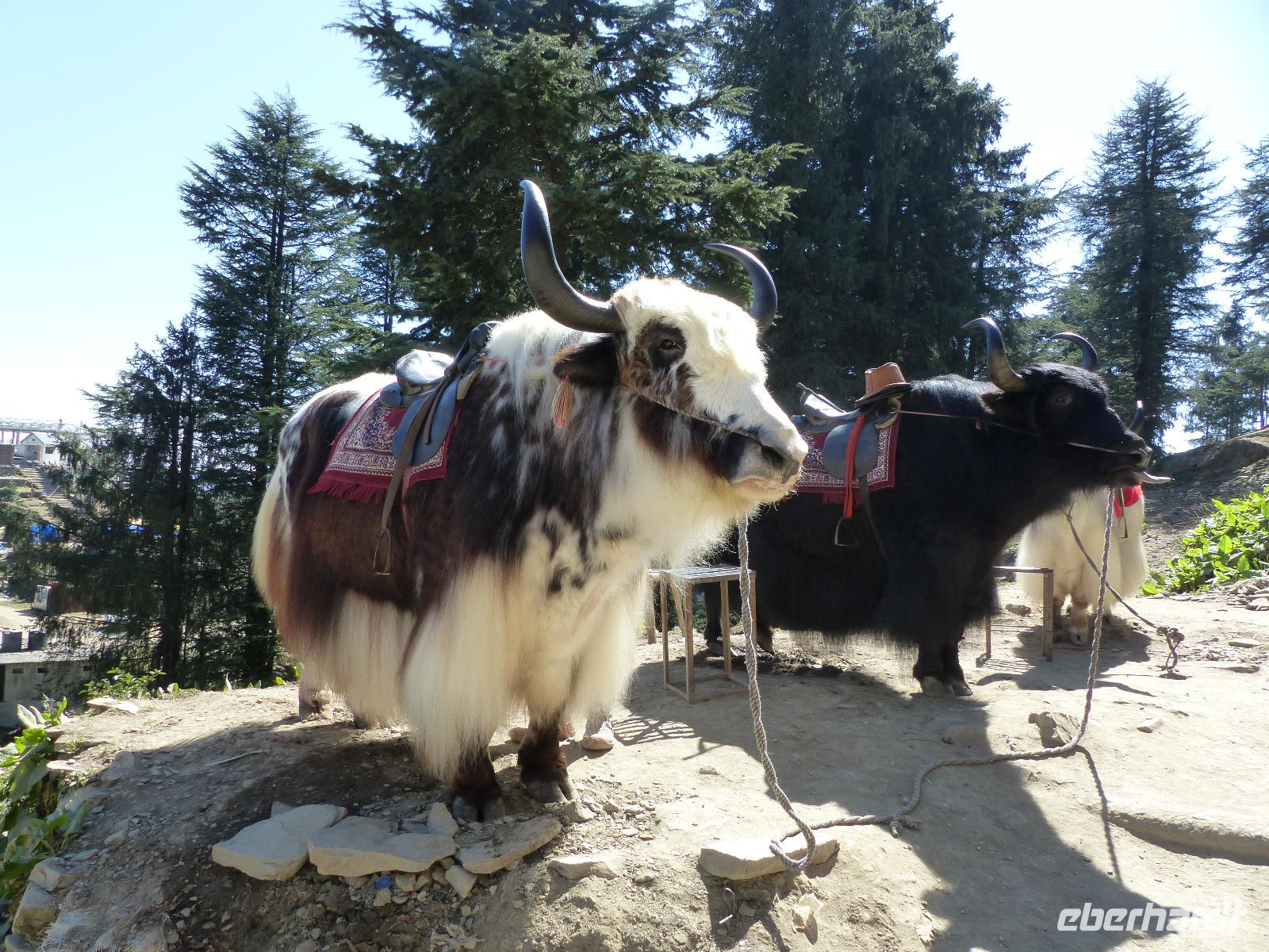 437. Shimla - Kufri Bergstation &ndash; &copy; Maria Michel (Eberhardt TRAVEL)