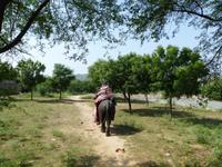 082. Jaipur- Elefantendorf &ndash; &copy; Maria Michel (Eberhardt TRAVEL)