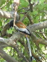 140. Baratpur -Keoladeo Nationalpark &ndash; &copy; Maria Michel (Eberhardt TRAVEL)