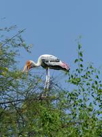 146. Baratpur -Keoladeo Nationalpark &ndash; &copy; Maria Michel (Eberhardt TRAVEL)