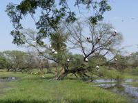 148. Baratpur -Keoladeo Nationalpark &ndash; &copy; Maria Michel (Eberhardt TRAVEL)