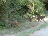 155. Baratpur -Keoladeo Nationalpark &ndash; &copy; Maria Michel (Eberhardt TRAVEL)