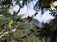 397. Dharamsala - McLeodganj &ndash; &copy; Maria Michel (Eberhardt TRAVEL)