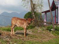 411. Dharamsala - McLeodganj &ndash; &copy; Maria Michel (Eberhardt TRAVEL)