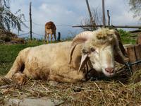 412. Dharamsala - McLeodganj &ndash; &copy; Maria Michel (Eberhardt TRAVEL)