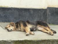 415. Dharamsala - McLeodganj &ndash; &copy; Maria Michel (Eberhardt TRAVEL)