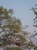 Buntstörche, Keoladeo NP &ndash; &copy; Michael Krause (Eberhardt TRAVEL)