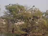 Buntstörche, Keoladeo NP &ndash; &copy; Michael Krause (Eberhardt TRAVEL)