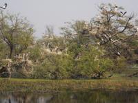 Nester der Buntstörche im Keoladeo NP &ndash; &copy; Michael Krause (Eberhardt TRAVEL)