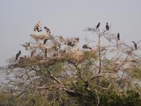 Nistplätze verschiedener Vogelarten, Keoladeo NP &ndash; &copy; Michael Krause (Eberhardt TRAVEL)