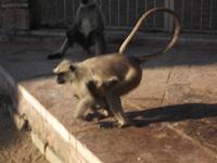 Affe in Chittaurgarh &ndash; &copy; Michael Krause (Eberhardt TRAVEL)
