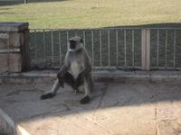 Affe in Chittaurgarh &ndash; &copy; Michael Krause (Eberhardt TRAVEL)