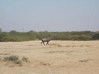 Nilgai &ndash; &copy; Michael Krause (Eberhardt TRAVEL)